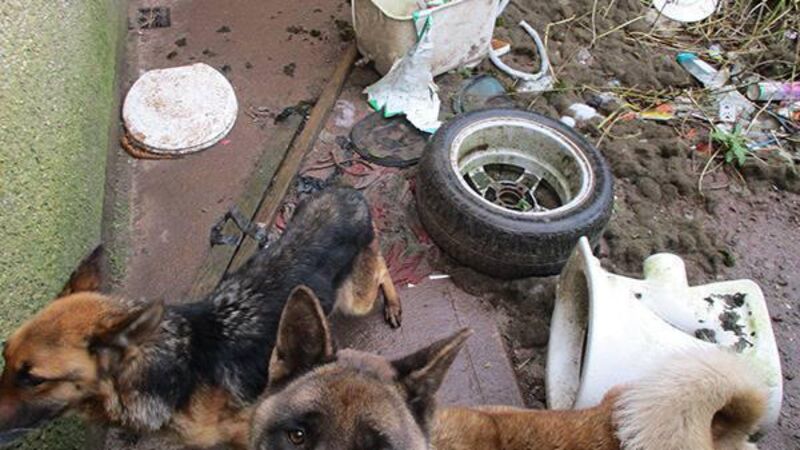 Pics: Two emaciated dogs, found close to death in Cork City, looking for new homes