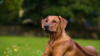 Beautiful dog rhodesian ridgeback puppy
