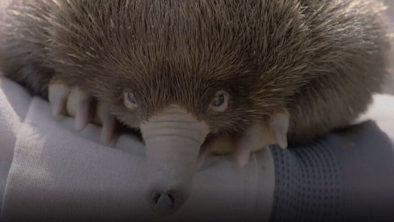 In Video: San Diego Zoo welcomes baby echidna