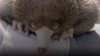 In Video: San Diego Zoo welcomes baby echidna