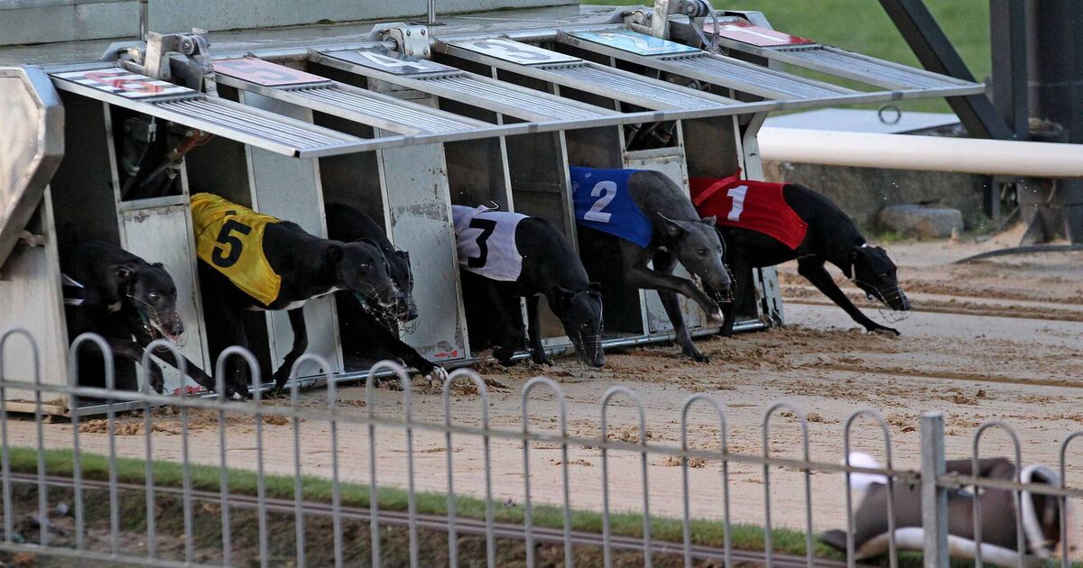 Update Racing will return to Cork greyhound tracks from Monday week