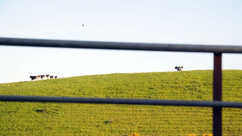 Farmers urged to to reduce risk of accidents; Four deaths on Cork farms this year