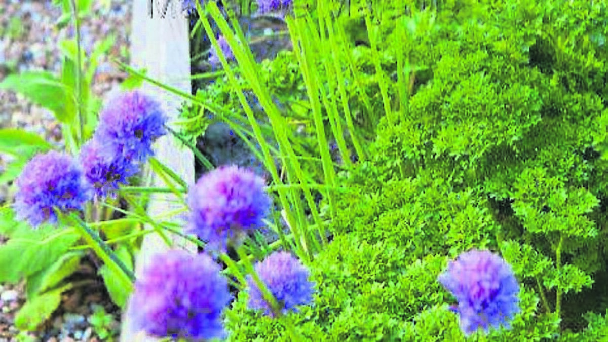 How to grow herbs...