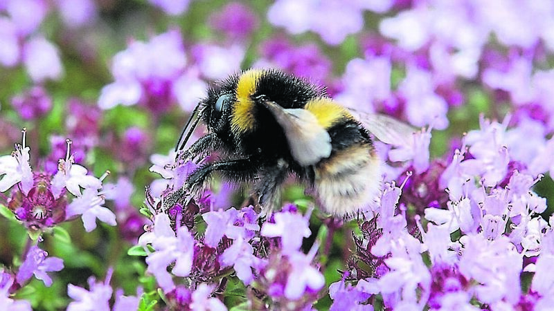 Kathriona Devereux: Let it bee... how to turn your garden into a wildlife paradise