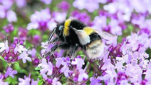 <p class="contextmenu internal_Caption">GIVE US A BUZZ: Bees are in decline in Ireland, but something as simple as not mowing part of your lawn can help them thrive</p>