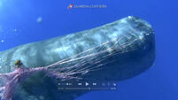 Italy Trapped Whale
