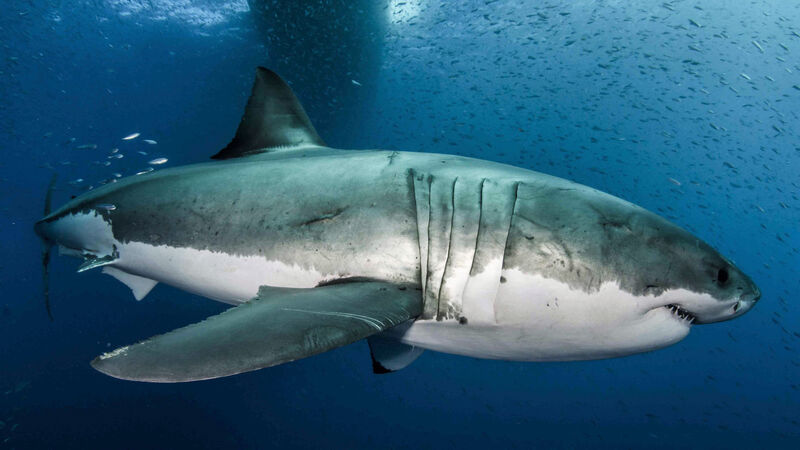 Scuba diver killed in shark attack off Queensland