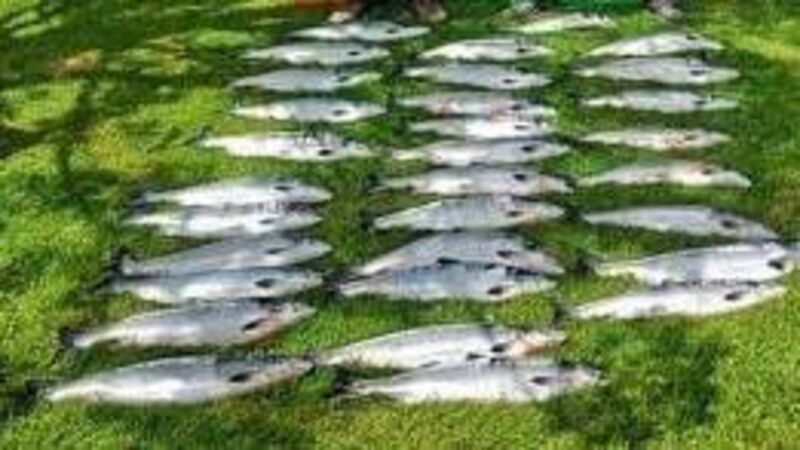 Illegal nets and salmon seized off coast of Cork Illegal nets and salmon seized off coast of Cork