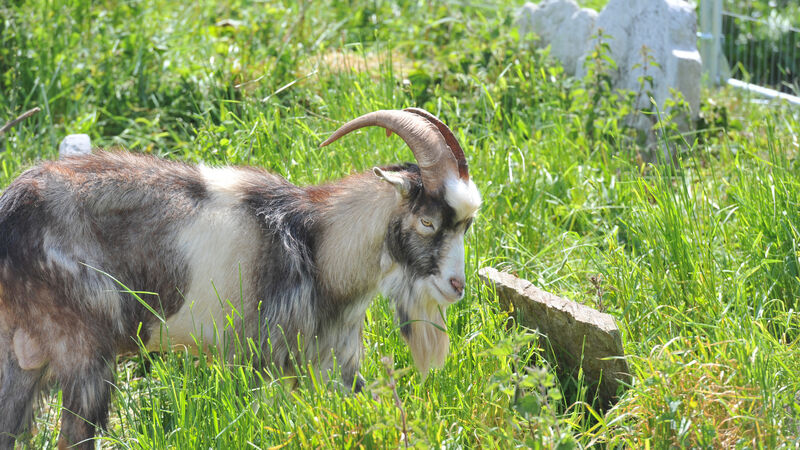 Cork graveyard 'totes ma goats' tidy after arrival of environmentally friendly weeders Cork graveyard 'totes ma goats' tidy after arrival of environmentally friendly weeders