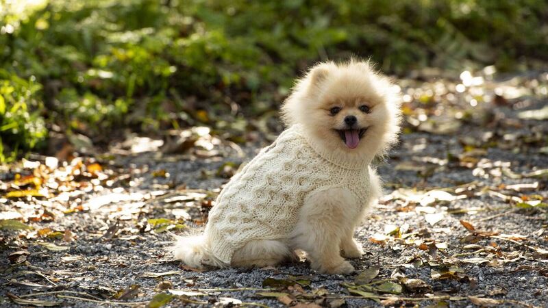 Cork woman's Aran sweaters for dogs will feature in the New York St Patrick's Day parade Cork woman's Aran sweaters for dogs will feature in the New York St Patrick's Day parade