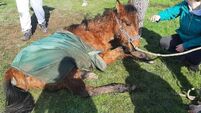 'One of the worst winters I can recall': Cork horse rescue volunteer says cases of neglect have risen