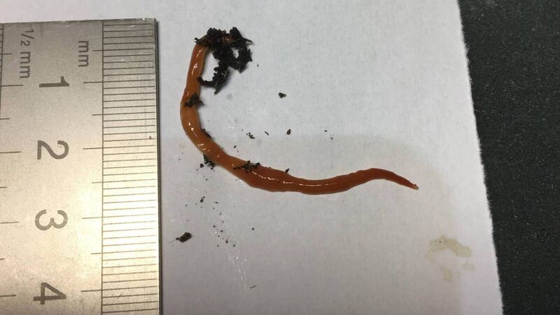 Invasive Australian flatworm found in West Cork