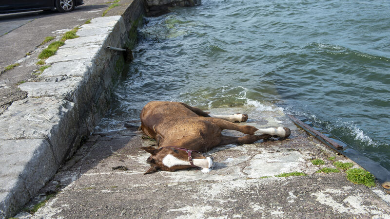 Drowned horse had been pulling sulky for 'considerable amount of time'