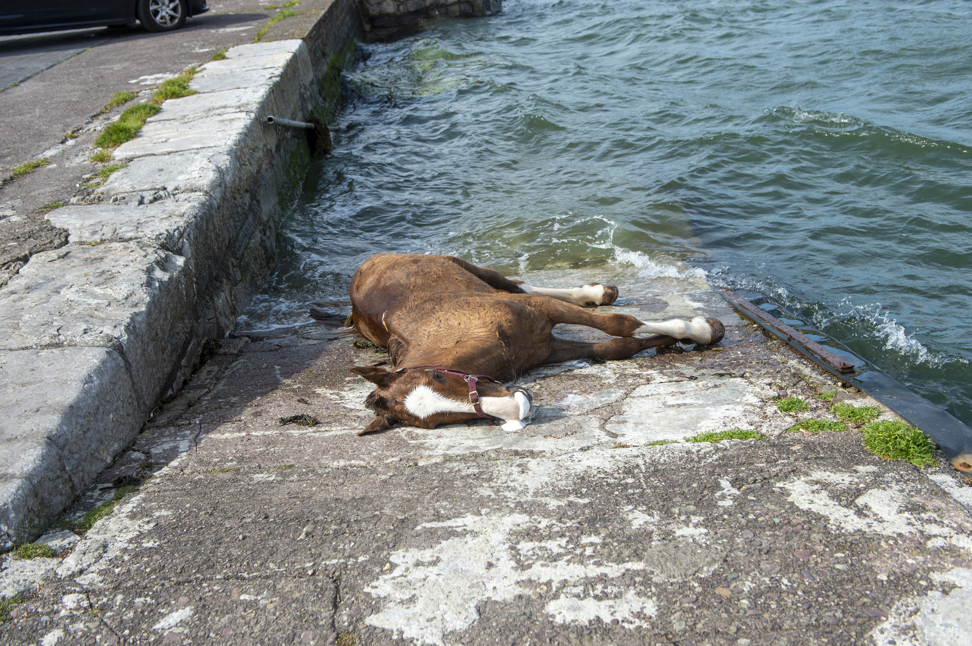 Pity The Drowned Horses Pity The Drowned Horses Is Th vrogue.co