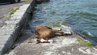 Horse was 'under control' of owner before drowning, say Cork Gardaí