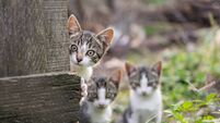 Curious but shy kittens