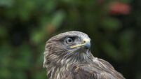 Dismay at lethal poisoning of 23 buzzards in Cork