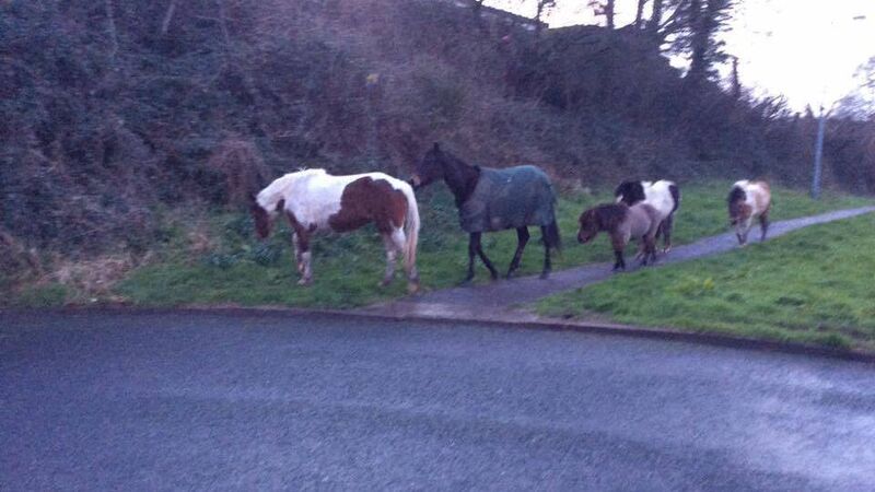 Councillor calls for horse exclusion zones to be implemented in Cork 