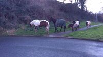 Councillor calls for horse exclusion zones to be implemented in Cork 