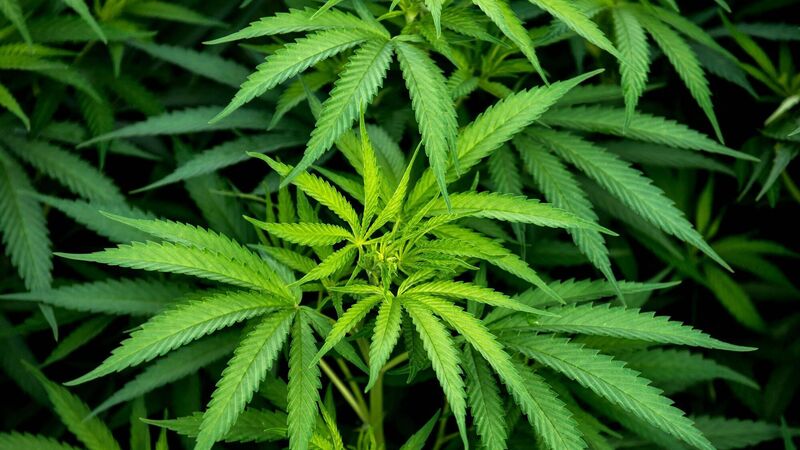 Man jailed for having cannabis at home; defence said he had become confused about CBD oil and what cannabis was legal and what was not