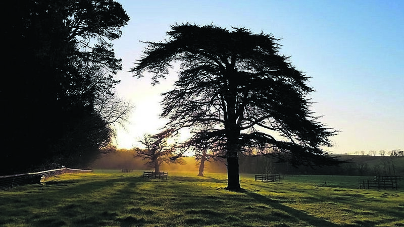 Enjoy natural therapy in this stressful time