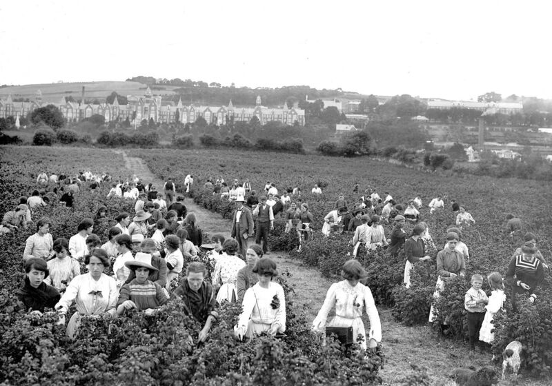 Raspberry picking at Jenning's farm in Carrigrohane, dated 1905. Raspberry picking at Jenning's farm in Carrigrohane, dated 1905.
