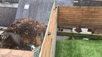 Calls for council to act following collapse of wall in Shandon 