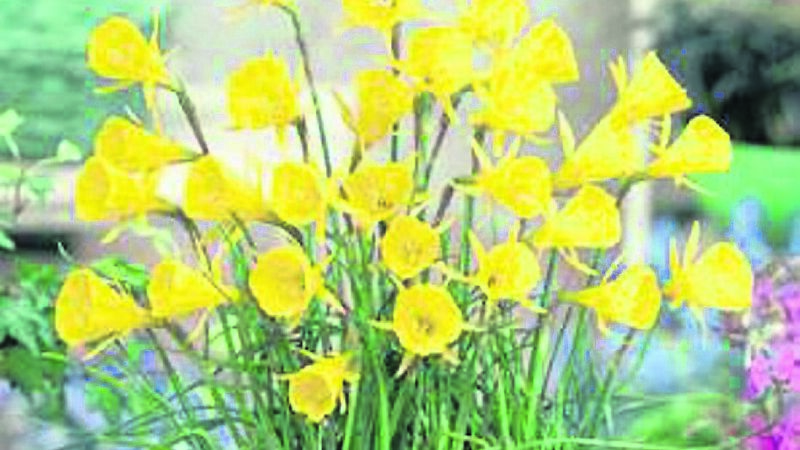 Never before has the garden been so important in lifting our spirits than now...