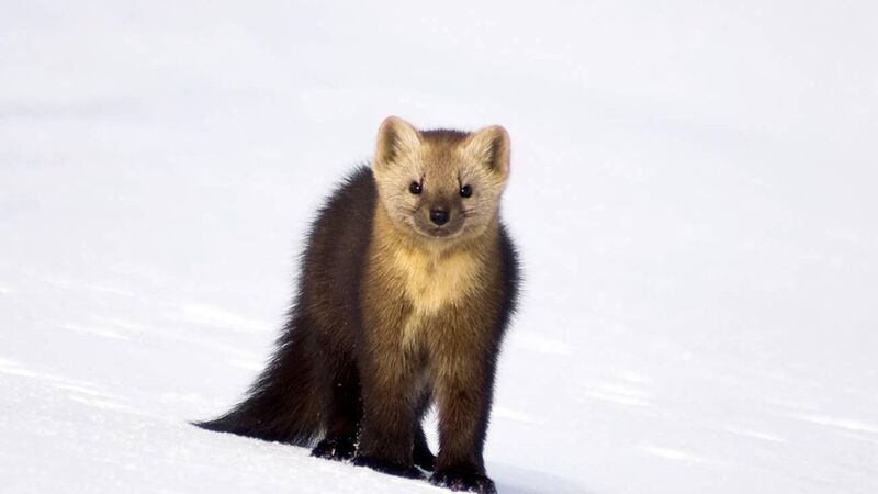 Surveillance zone lifted in Cork after investigation into potential rabies case