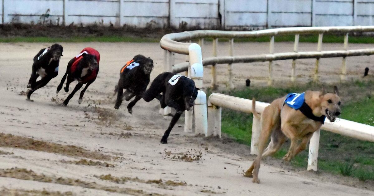 A year to remember as Cork greyhound Killmacdonagh shone at every track