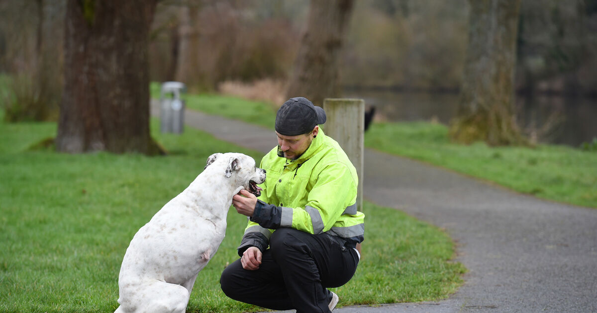Video Meet the twolegged Cork dog that battled cancer, has a hen as a