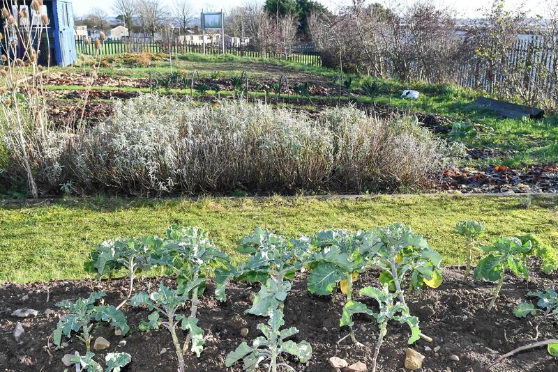 A section of the Niche, Knocknaheeny/Hollyhill Community Garden. Picture: David Keane. A section of the Niche, Knocknaheeny/Hollyhill Community Garden. Picture: David Keane.