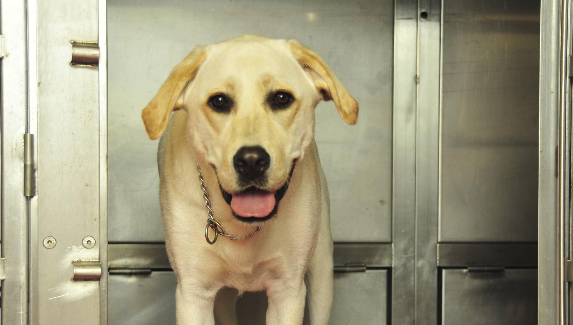 'It's a constant struggle' Cork dog rescue charity full to capacity