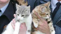Kittens dumped from moving van in Cork: Incident blasted as 'despicable act of cruelty'