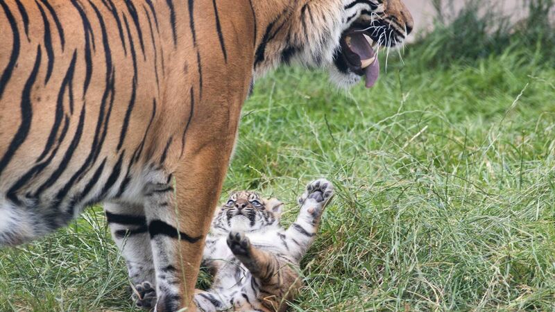Taking you behind the scenes at Fota Wildlife Park