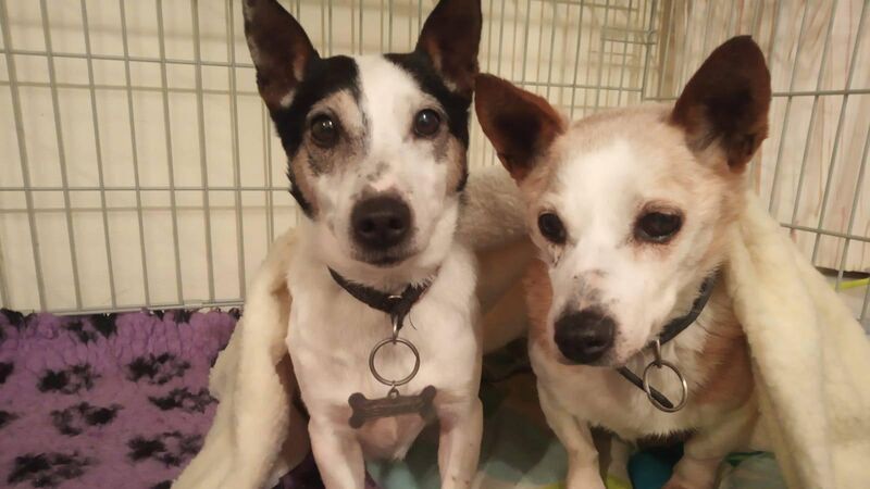 Forever home sought for these loveable rogues 