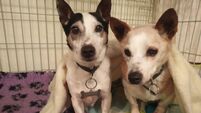 Forever home sought for these loveable rogues 