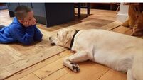Cork mum: The arrival of our assistance dog has made our family complete