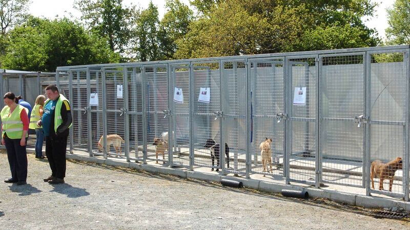 Cork SPCA urges people to think before they adopt a dog for Christmas