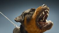 Ferocious Rottweiler Barking