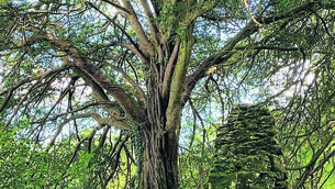 <p class="contextmenu internal_Caption">A WONDER OF NATURE: The 600-year-old yew tree at Blarney Castle which is in the running for European Tree of the Year.</p>