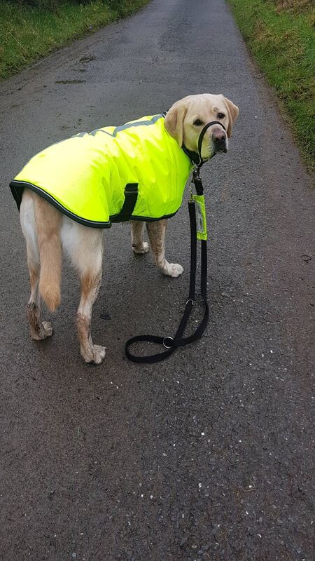Her walking buddy, Ebi, who is Bodhi's assistance dog from the Irish Guide Dogs.