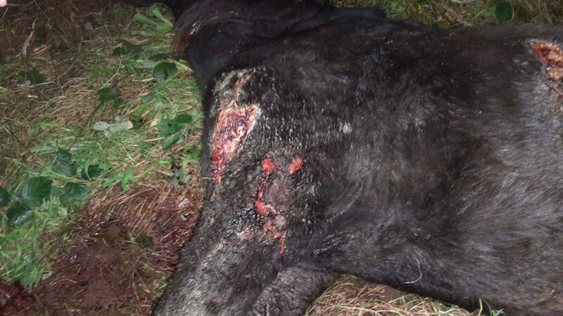 "Worst ever case of horse neglect" at Fairhill