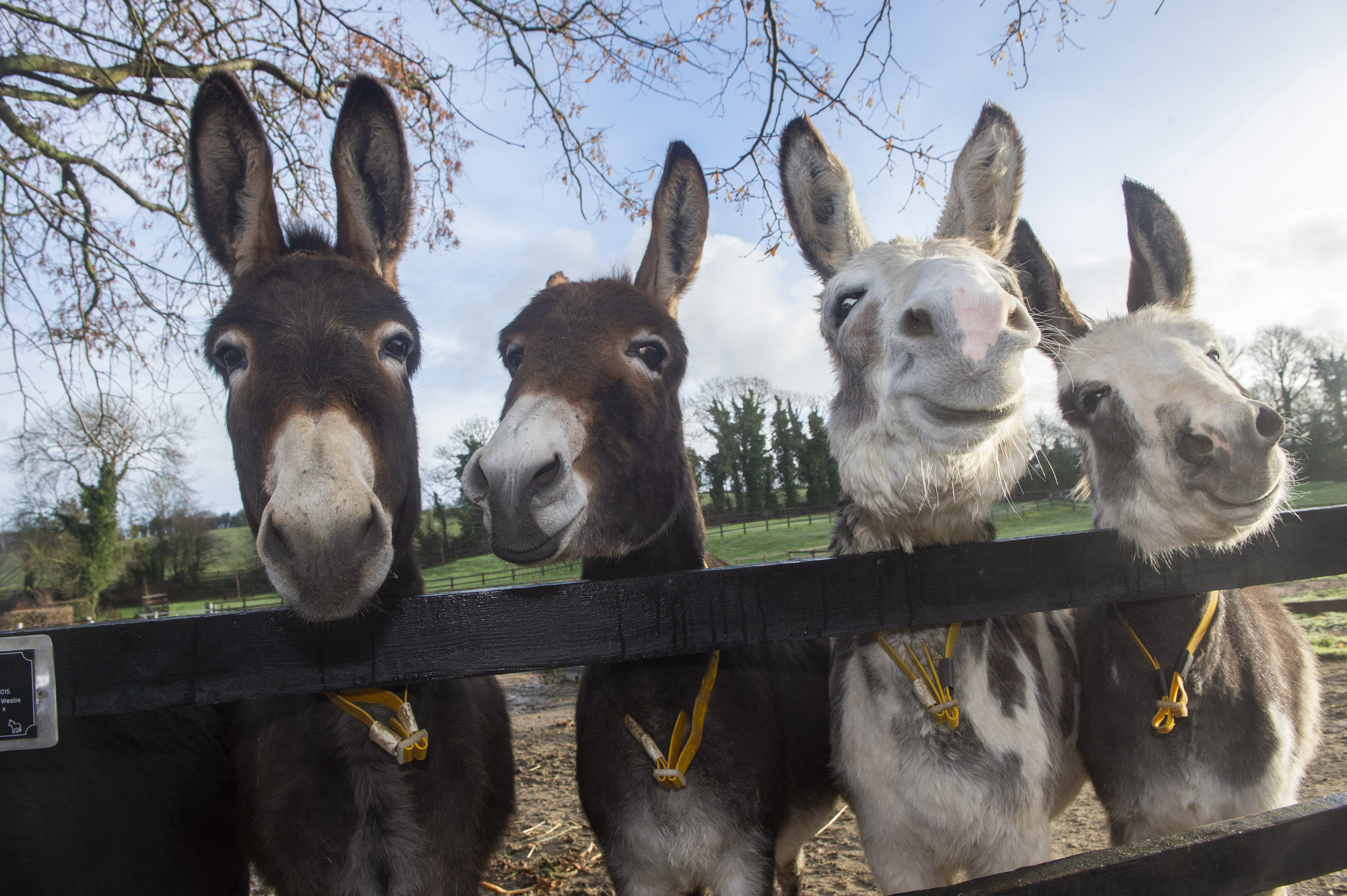 Donkey Sanctuary is one of thousands of rural projects in line for new