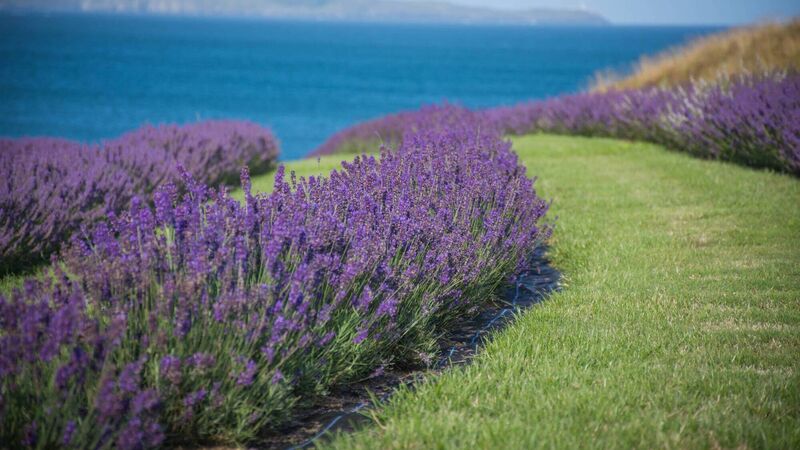Have you seen this unique lavender farm in County Cork?