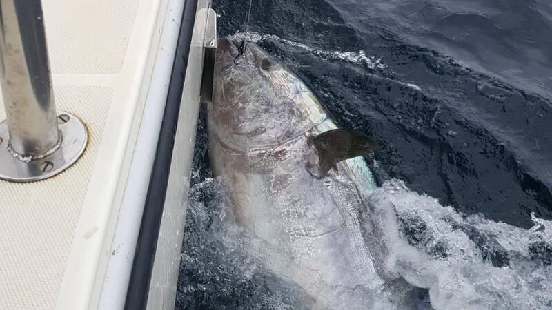 A monster bluefin tuna has been caught off the west Cork coast