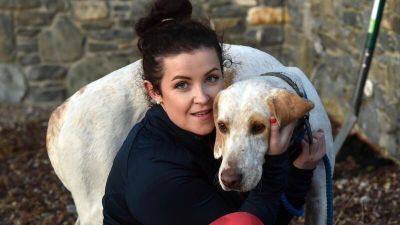New lease of life for dog shot in face