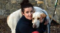 New lease of life for dog shot in face
