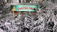 Fota boss speaks out about ticketing fiasco for Christmas wonderland event