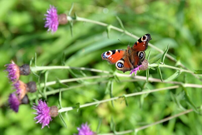 A butterfly on knap weed at the Two Green Shoots and Garden of Re-Imagination near Glengarriff, Co. Cork. Picture Denis Minihane.